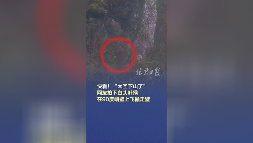 跳投哥直播,35图35图库大全最快,机构预测与落实方法揭秘_iosV9.52